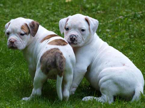 Darkenwald american bulldog pup